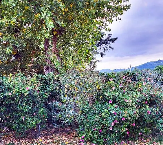 Vila Le Dell'olmo Assisi